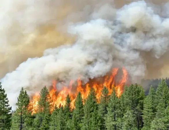 El Gobierno activa ayudas extraordinarias para autónomos y empresas afectadas por los incendios forestales